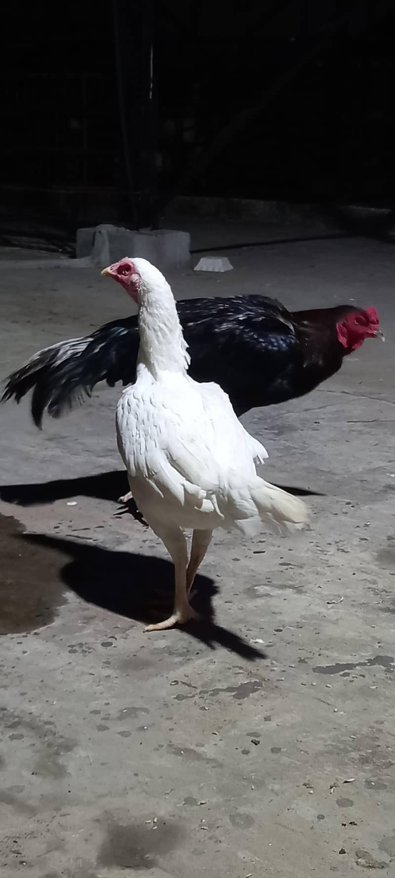 Aseel pair 0