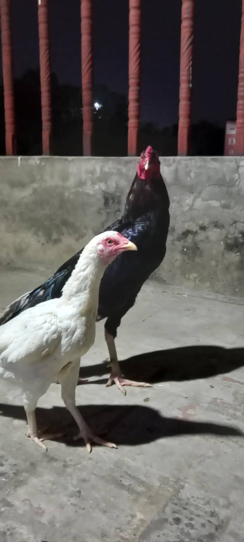 Aseel pair 1