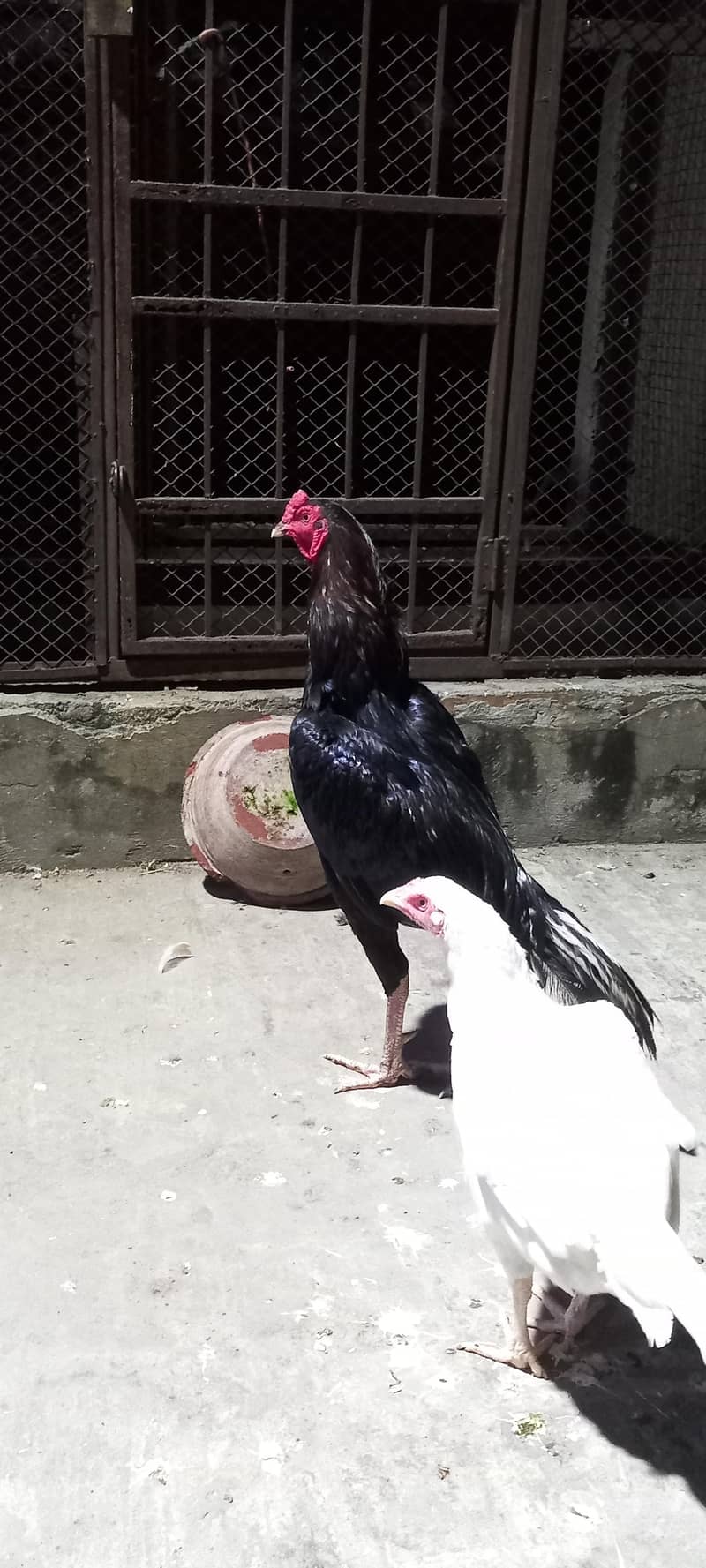 Aseel pair 2