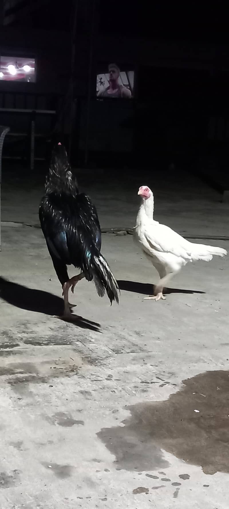 Aseel pair 8