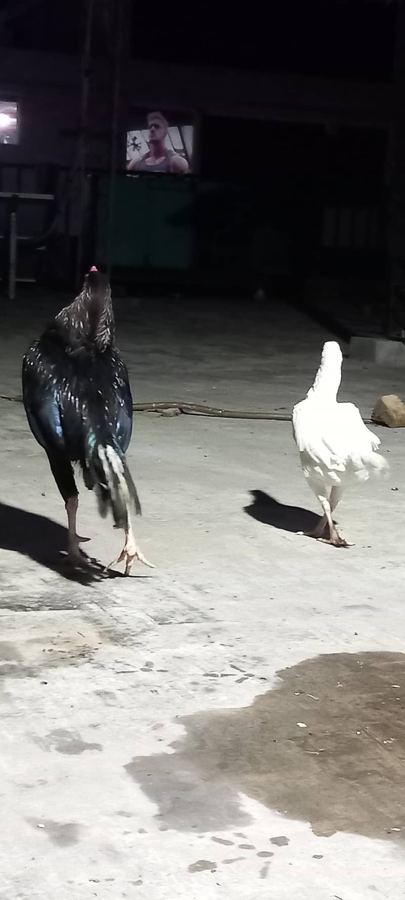 Aseel pair 9