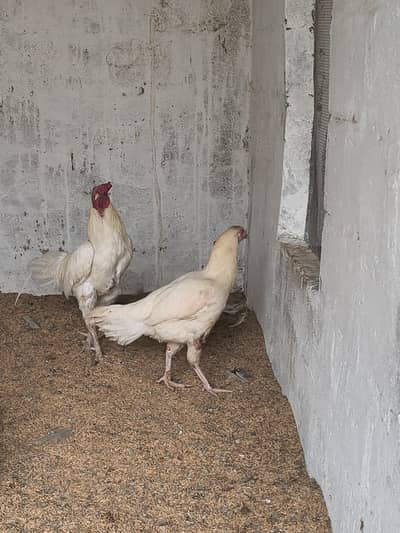 Heera aseel pair