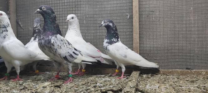 Taddi Kamagar Motiyoun Waly Lakhay Kabotar For Sale.