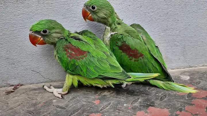 Kashmiri Raw Chicks Pair Male Female