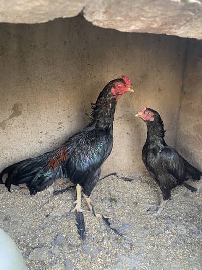 high quality aseel thai pair murga ki ak eye  nai ha