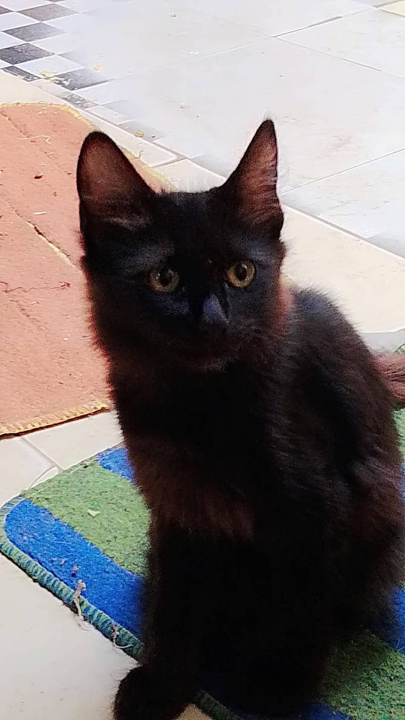 Black kitten 0