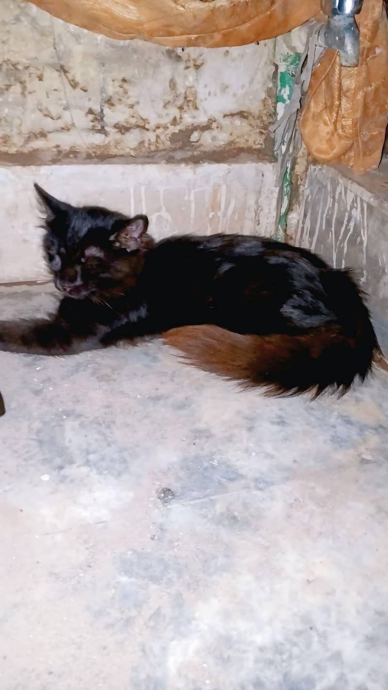Black kitten 1
