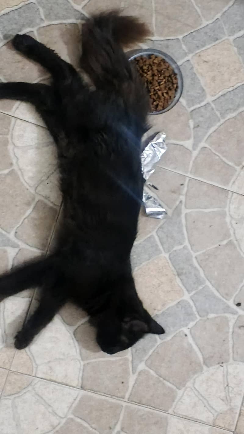 Black kitten 2