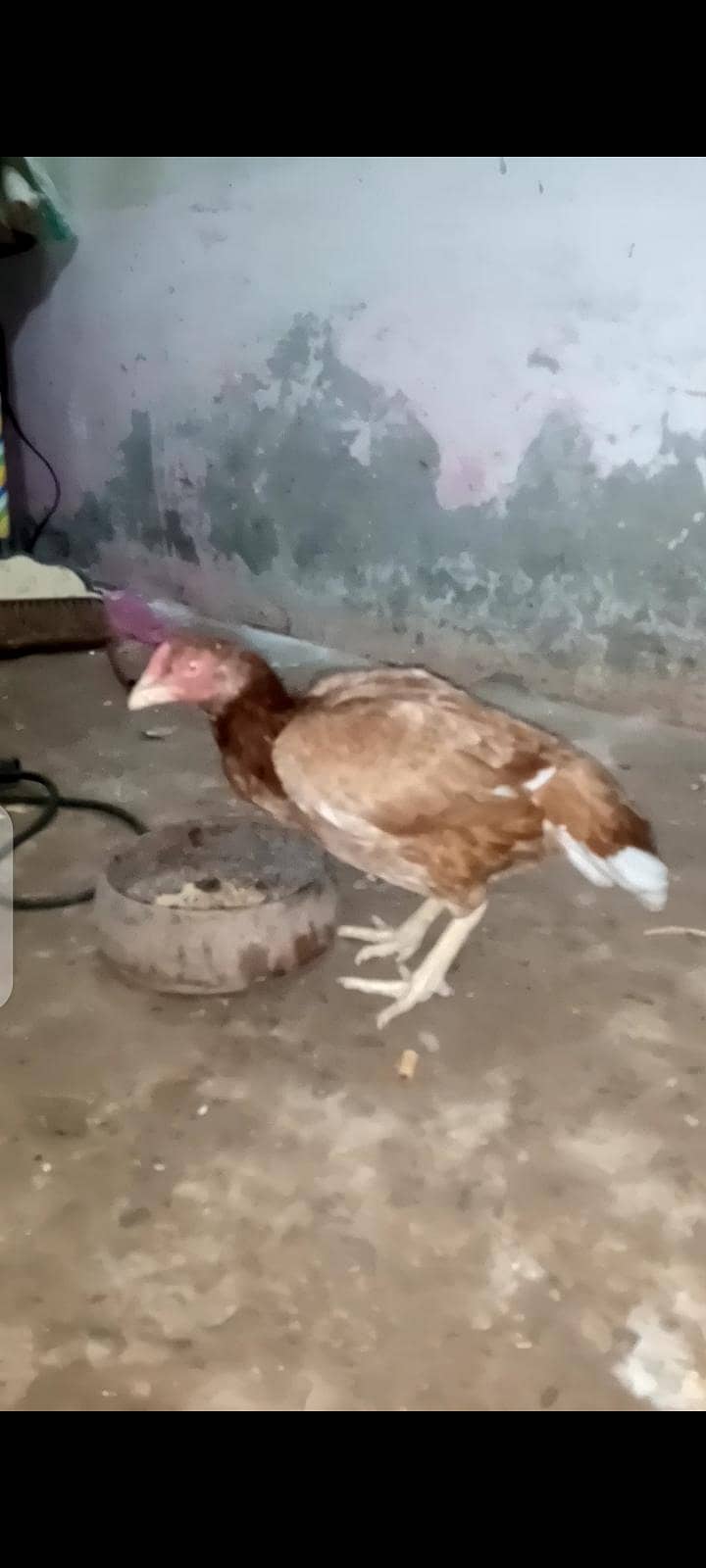 forsale 2
