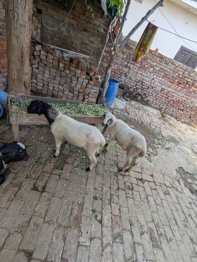 mundra jori for sale in Lahore