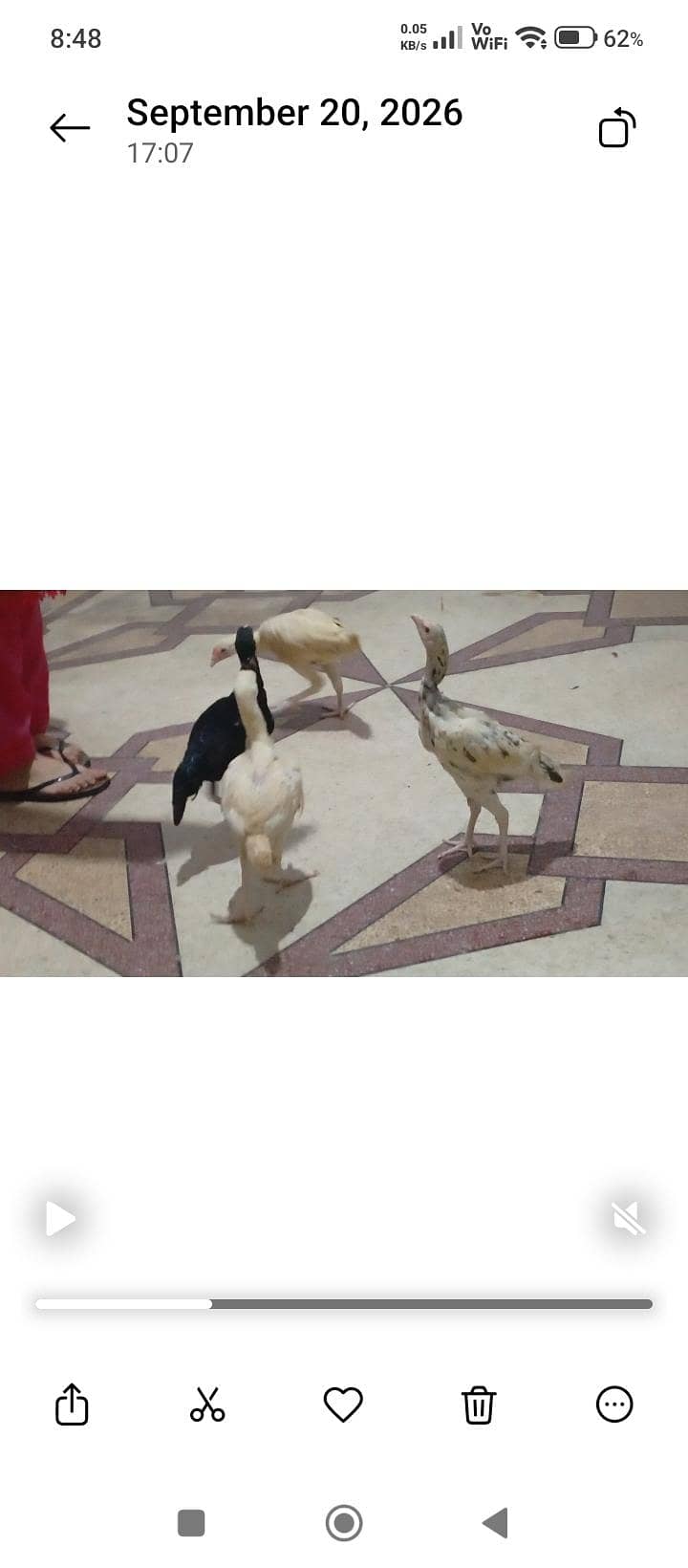 Five months chicks 0