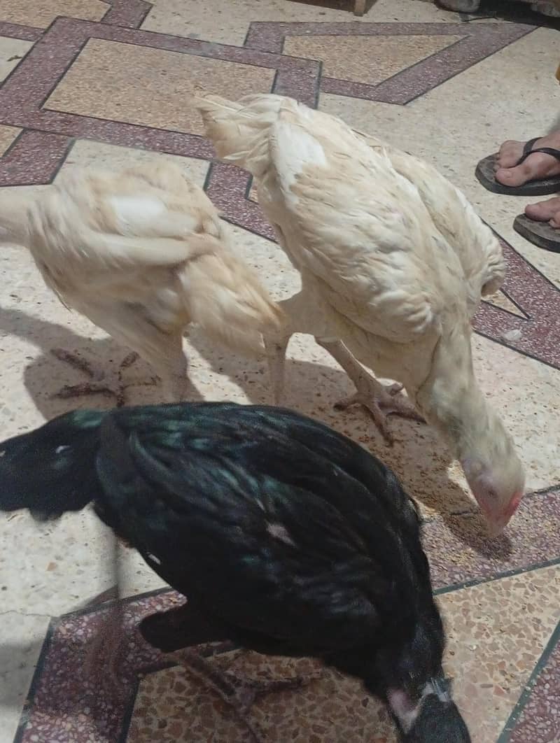 Five months chicks 2
