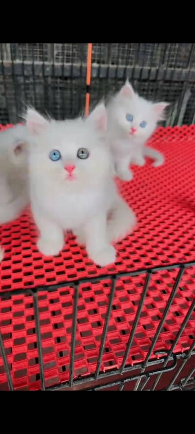 Persian cat for sale male or female vaccinated little train