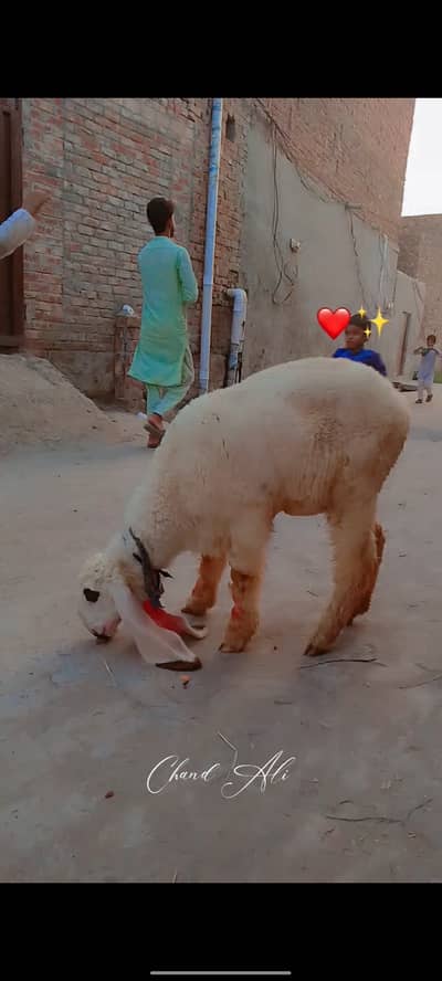 Kajli chatri