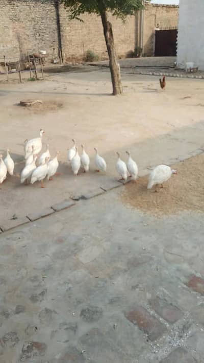 guniea fowl white