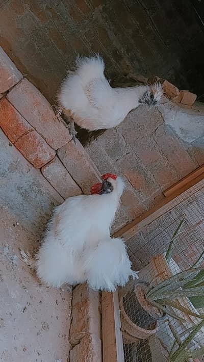 silkie Pair