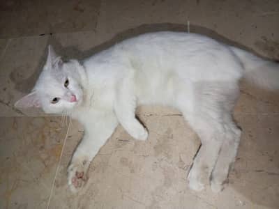 double coated cat