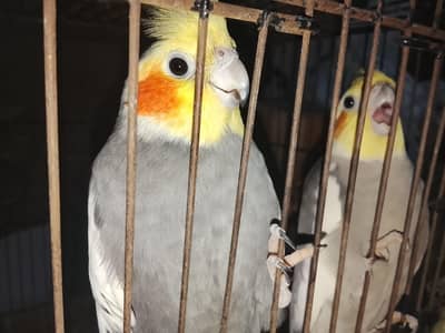 Coctail parrot + Cage + Nest box
