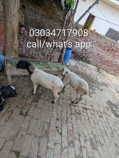 mundra jori for sale in Lahore