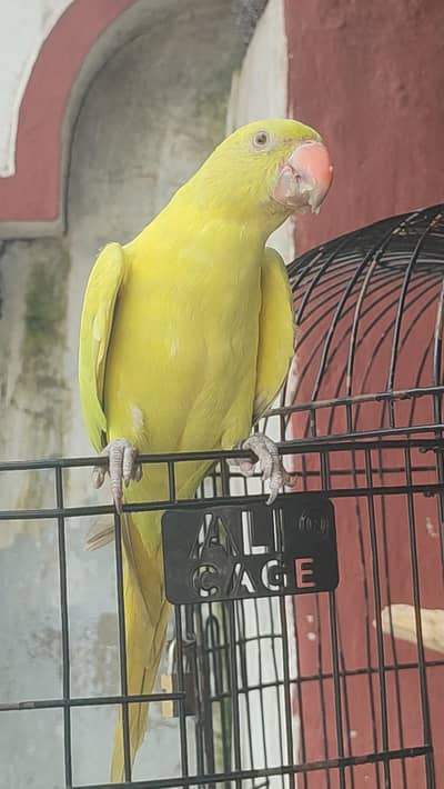 yellow dilute