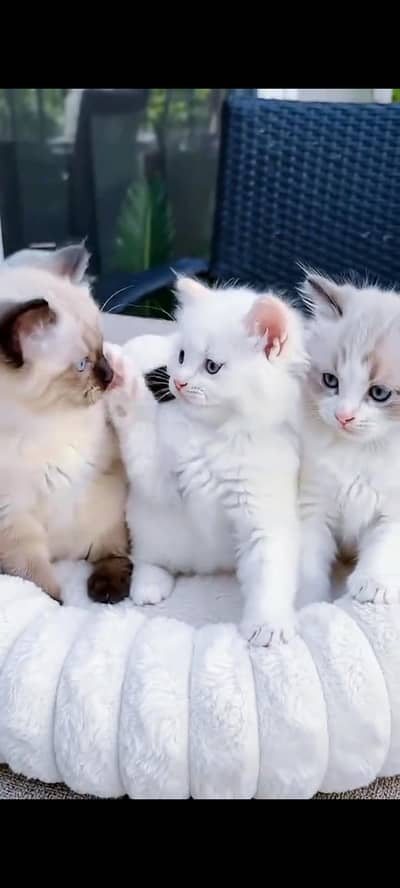 Persian cat for sale male or female vaccinated little train