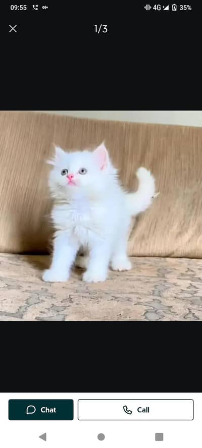 Persian cat for sale male or female vaccinated little train