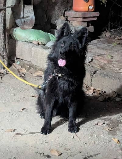 German shepherd blacl