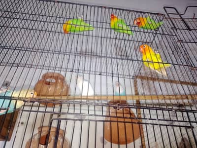 Lovebirds 4 breeders pairs