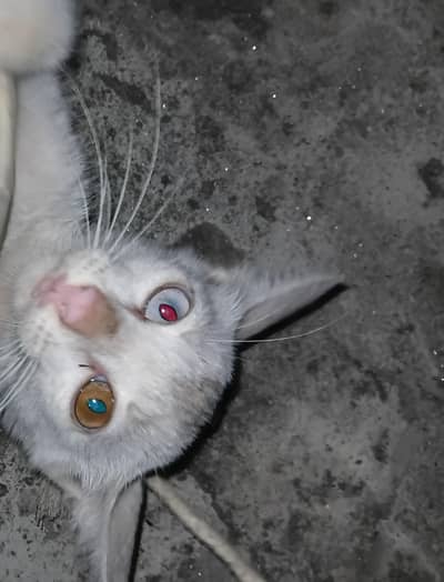Persian cat