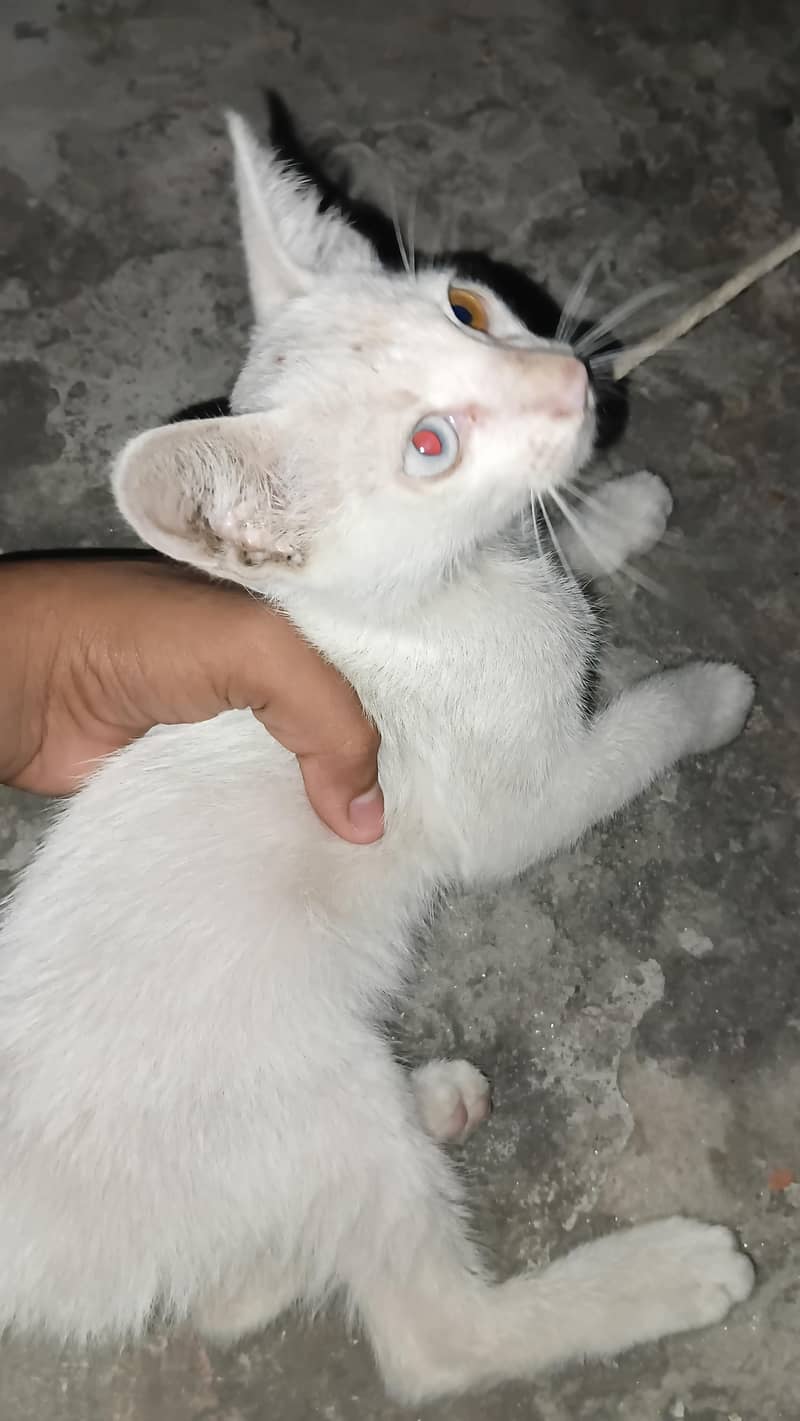 Persian cat 1