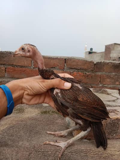 Aseel mainwali chick for sale