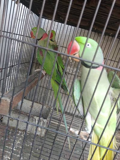 Raw parrots male