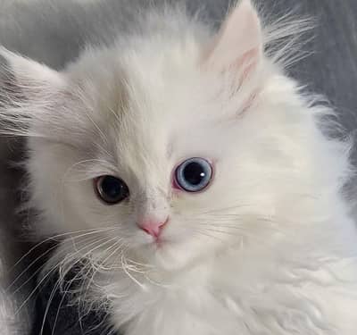 BEAUTIFUL KITTENS