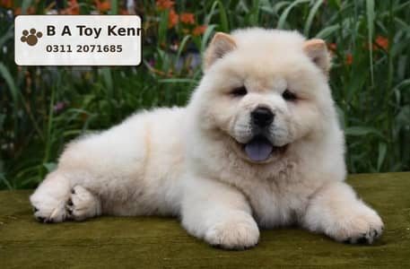 CHOW CHOW PUPPY Available For Sale