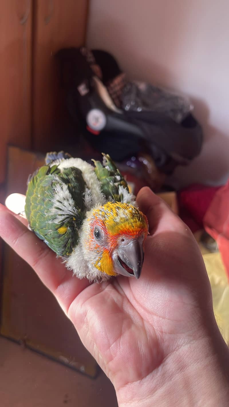 Lory chicks 2