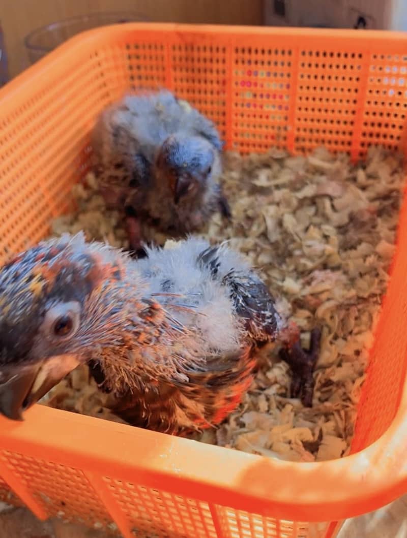 Lory chicks 3