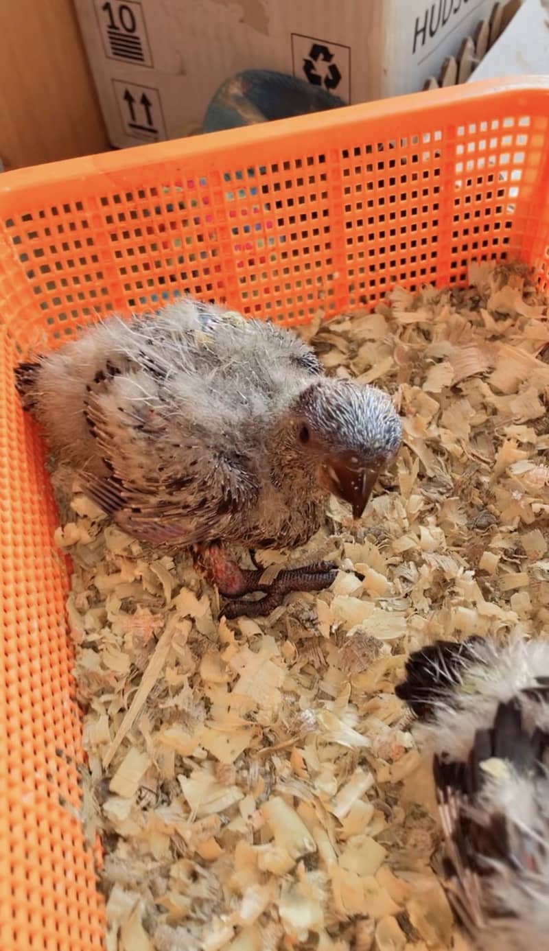Lory chicks 4