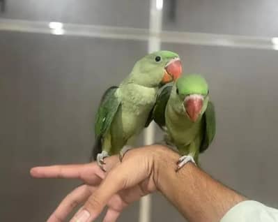 Kashmiri Raw Chicks Pair Male Female