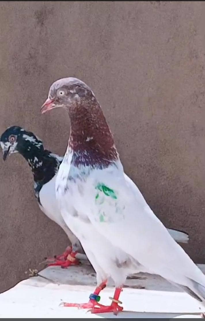یہ کبوتر بہت اچھا ہے 0