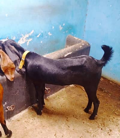 Black colour goat