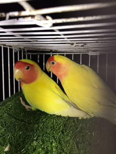 Common Lotino breeder pair