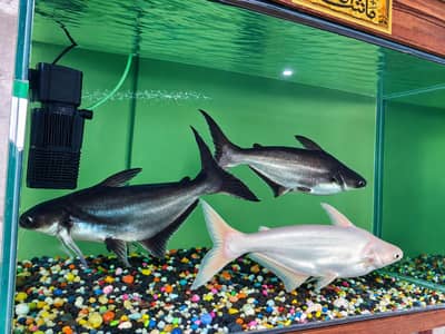 shark fish