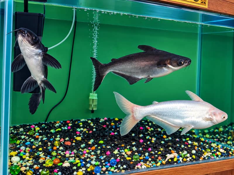 shark fish 1