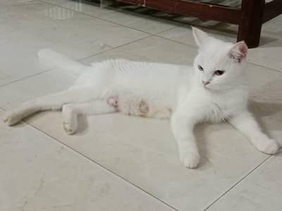 Female persian odd eye's cat