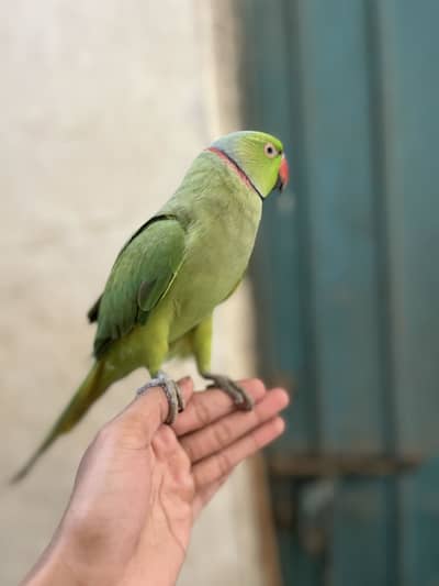 Green Parrot Tamed & Talking 0 bite