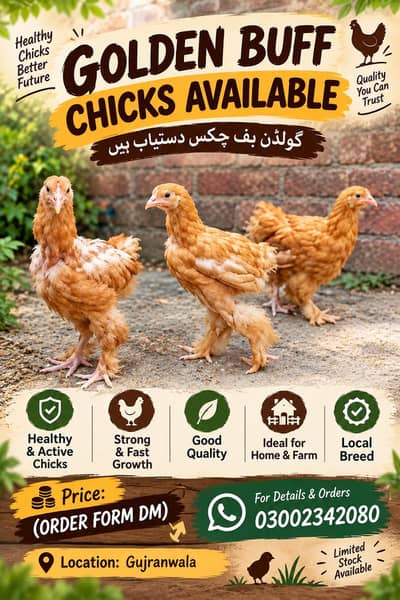 chicks available healthy and heavy