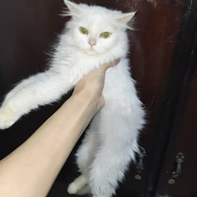 White Persian Kitten For Sale