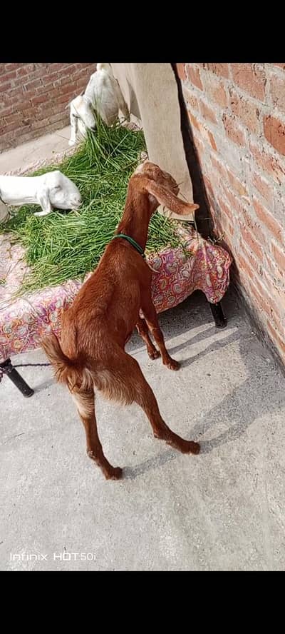 two female goats