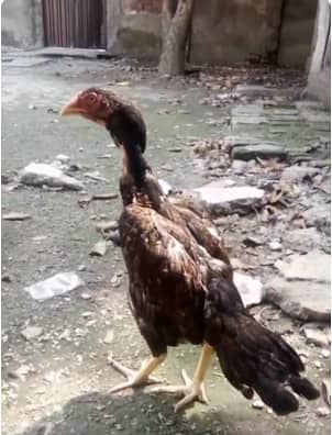 HIGH QUALITY PURE ASEEL MURGI BREEDER FOR SALE