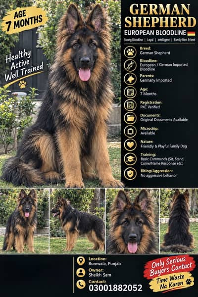 German shepherd top quality puppy imported blood line